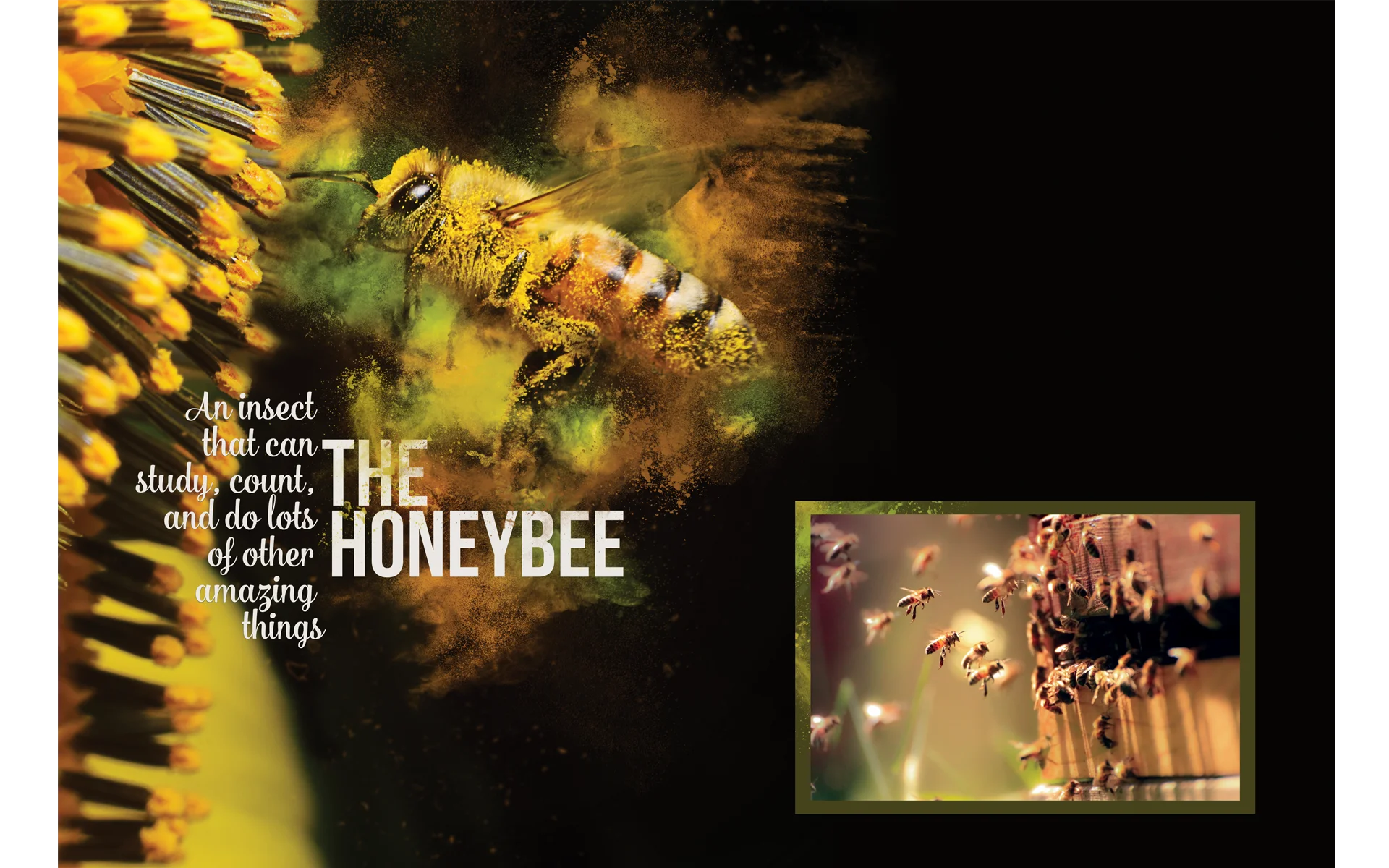 The Honeybee